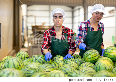 Women sorting fresh watermelons in factory 107015733