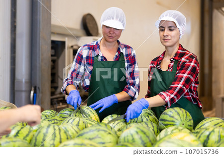 Female workers of vegetable sorting factory checking and peeling watermelons running on conveyor belt Female workers of vegetable sorting factory checking and peeling watermelons running on conveyor belt 107015736