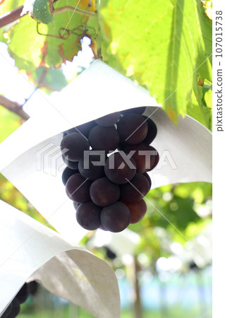 不同品種的葡萄 107015738