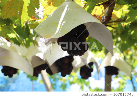 Grapes that are in season Grapes that are in season 107015743