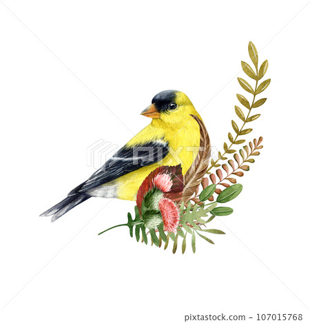 Floral natural decor with goldfinch, thistle, fern. Watercolor illustration. Hand drawn forest elements natural decoration. Goldfinch bird with thistle flowers, fern elements floral decor isolated Floral natural decor with goldfinch, thistle, fern. Watercolor illustration. Hand drawn forest elements natural decoration. Goldfinch bird with thistle flowers, fern elements floral decor isolated 107015768