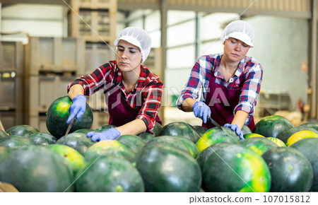 Women sorting fresh watermelons in factory Women sorting fresh watermelons in factory 107015812