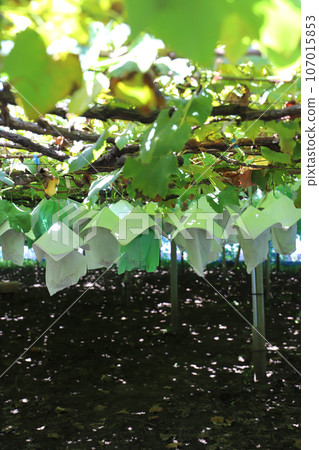 grape farm 107015853