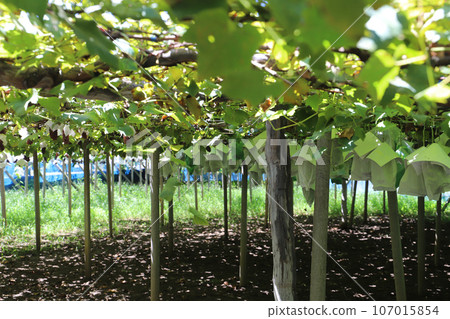 grape farm 107015854