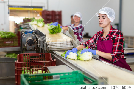Female workers sorting lettuce on vegetable factory conveyor 107016009