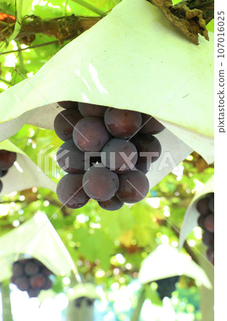 Grape 107016025