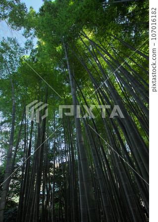Bright green spring bamboo grove 107016182