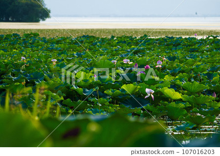 Lake Biwa in summer when lotus flowers are in full bloom Lake Biwa in summer when lotus flowers are in full bloom 107016203