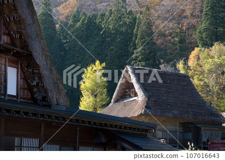 秋天的五簇山相倉合掌村 遊覽合掌村 秋天的五簇山相倉合掌村 遊覽合掌村 107016643