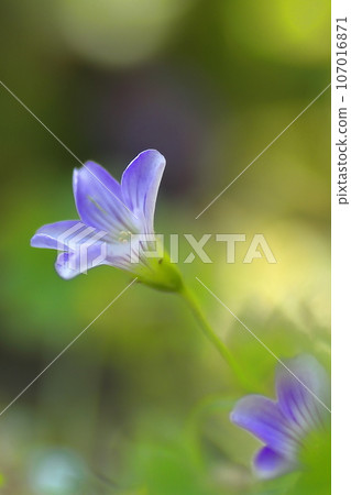 Pretty Murasaki Katabami 107016871