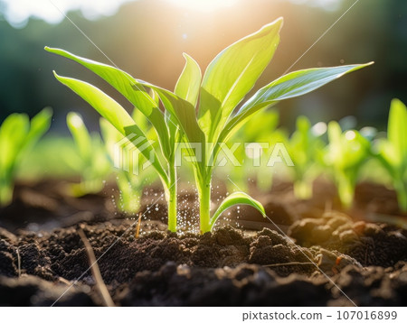 Green sprouts in the ground. AI 107016899