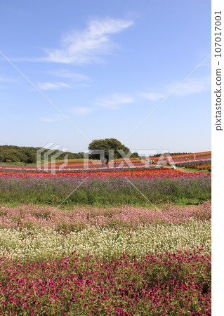 樹木/一棵樹矗立在花田中的風景 107017001