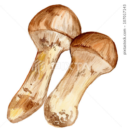 Hand drawn watercolor matsutake mushroom illustration Hand drawn watercolor matsutake mushroom illustration 107017143