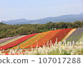Flower field/Scenery where colorful flowers are divided into sections and grow in clusters like bands. 107017288