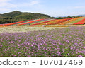Flower field/Scenery where colorful flowers are divided into sections and grow in clusters like bands. 107017469