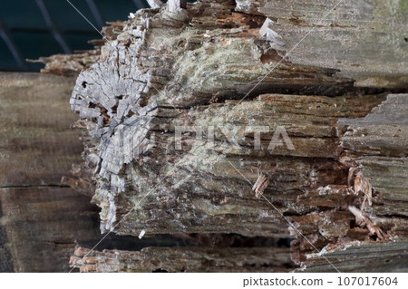 橫樑被白蟻侵害 橫樑被白蟻侵害 107017604