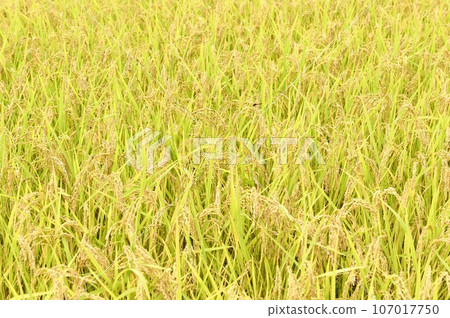 Rice fields and dragonflies nearing harvest in Hakushu-cho, Hokuto City Rice fields and dragonflies nearing harvest in Hakushu-cho, Hokuto City 107017750