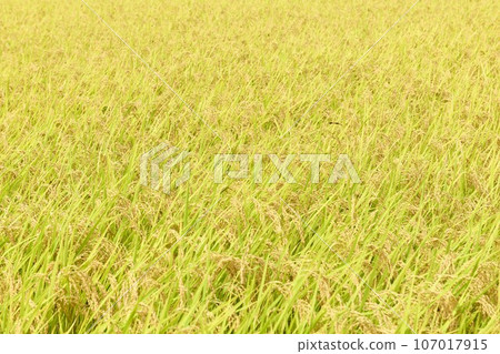 Rice fields and dragonflies nearing harvest in Hakushu-cho, Hokuto City Rice fields and dragonflies nearing harvest in Hakushu-cho, Hokuto City 107017915