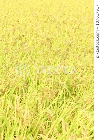 Rice fields and dragonflies nearing harvest in Hakushu-cho, Hokuto City Rice fields and dragonflies nearing harvest in Hakushu-cho, Hokuto City 107017917