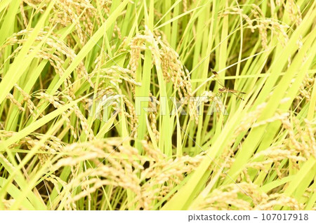 Rice fields and dragonflies nearing harvest in Hakushu-cho, Hokuto City Rice fields and dragonflies nearing harvest in Hakushu-cho, Hokuto City 107017918