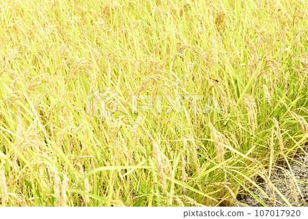 Rice fields and dragonflies nearing harvest in Hakushu-cho, Hokuto City Rice fields and dragonflies nearing harvest in Hakushu-cho, Hokuto City 107017920
