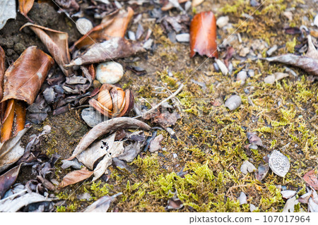 Image of camellia fruit falling to the ground | Autumn image | Camellia image Image of camellia fruit falling to the ground | Autumn image | Camellia image 107017964