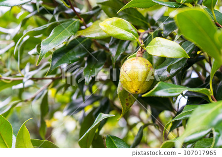 Camellia fruit image | Fruiting image | Camellia oil raw material image | Camellia image Camellia fruit image | Fruiting image | Camellia oil raw material image | Camellia image 107017965