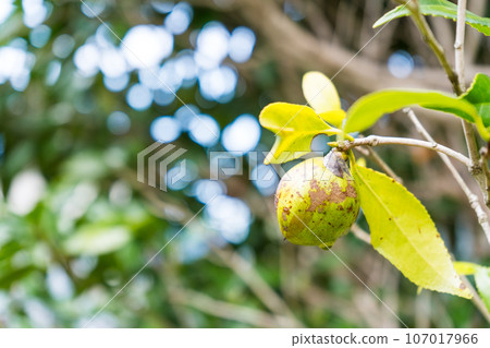 Camellia fruit image | Fruiting image | Camellia oil raw material image | Camellia image Camellia fruit image | Fruiting image | Camellia oil raw material image | Camellia image 107017966