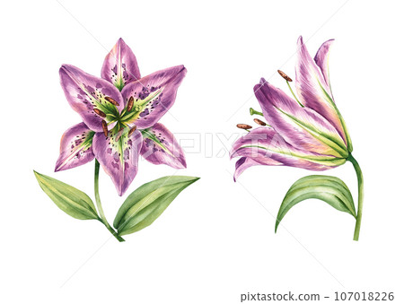 Set of watercolor lilies. Hand drawn lily flowers Set of watercolor lilies. Hand drawn lily flowers 107018226