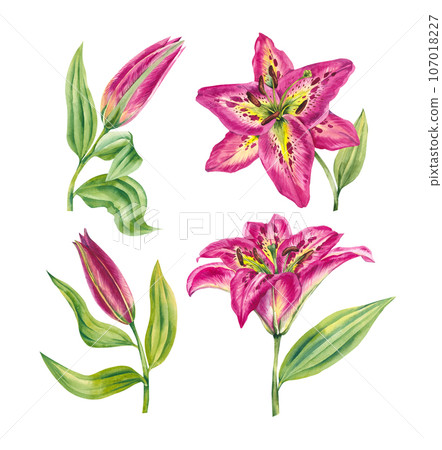 Set of watercolor lilies. Hand drawn lily flowers Set of watercolor lilies. Hand drawn lily flowers 107018227
