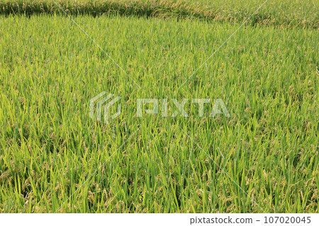 領域0408 領域0408 107020045