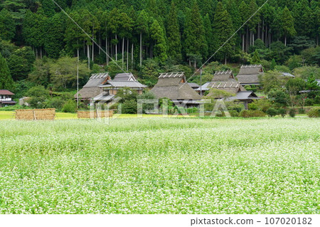 Miyama Sakura no Kimono in autumn Miyama Sakura no Kimono in autumn 107020182