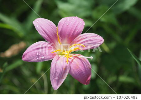 Zephyranthes 花特寫 Zephyranthes 花特寫 107020492