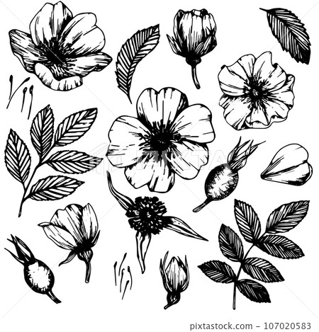Wild rose flowers and berries, medicinal herb line art drawing. Outline vector illustration isolated on white background. Rose hip bouquets sketch for logo, tattoo, wedding design 107020583