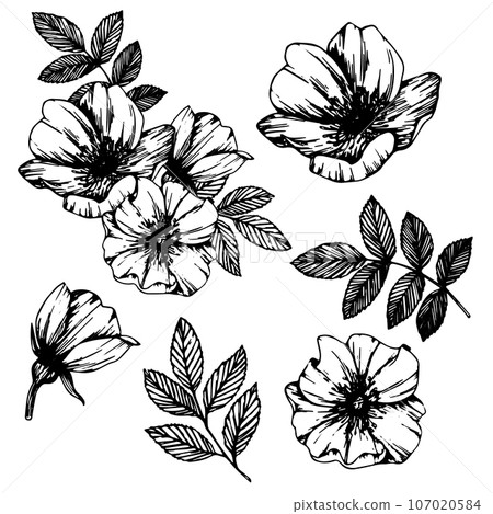 Wild rose flowers and berries, bouquet of medicinal herb line art drawing. Outline vector illustration isolated on white background. Rose hip sketch for logo, tattoo, wedding design 107020584