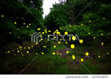 In Gotjawal Forest, a famous tourist attraction on Jeju Island, South Korea, fireflies create a wonderful scenery with beautiful lights. 107020895