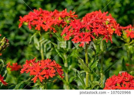 Lychnis Chalcedonica, red bright flowers in garden. Close-up 107020966