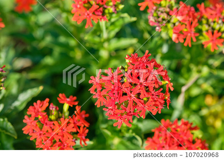 Lychnis Chalcedonica, red bright flowers in garden. 107020968