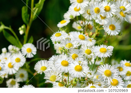 Beautiful nature scene with blooming medical chamomiles 107020969