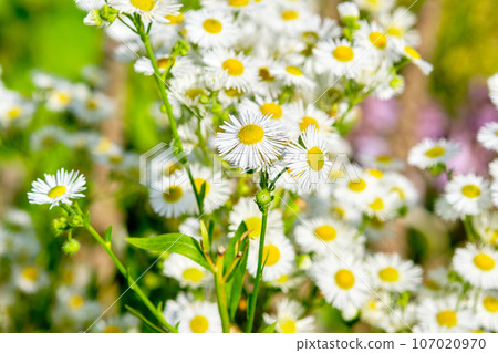 Field chamomiles flowers closeup. Beautiful nature scene. 107020970