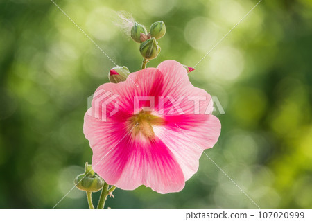 Pink flowers of Hibiscus moscheutos plant close-up. Hibiscus moscheutos, swamp hibiscus, 107020999