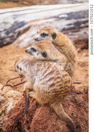A group of cute meerkats. Meerkat Family are sunbathing. A group of cute meerkats. Meerkat Family are sunbathing. 107021012