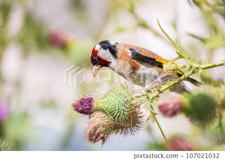 European goldfinch, feeding on the seeds of thistles. Carduelis carduelis. European goldfinch, feeding on the seeds of thistles. Carduelis carduelis. 107021032