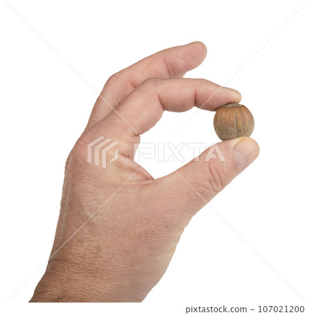 a hazelnut between the fingers 107021200