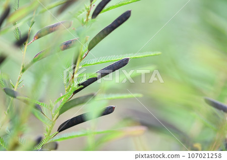Kawaraketsumei (Kawara Ketsumei) fruit 107021258