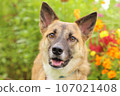 Cute close-up photo of mongrel dog/protection dog 107021408