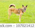 Mongrel dog/protection dog cute full body photo 107021412
