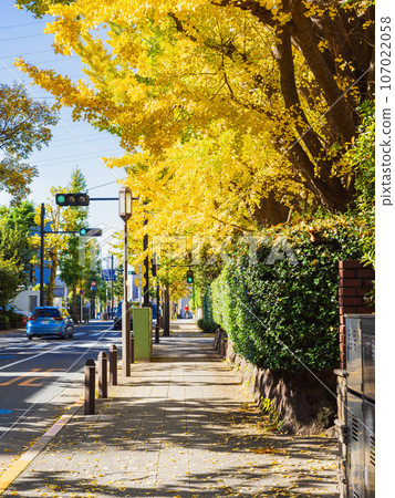 Autumn scenery of residential area Seijo 107022058