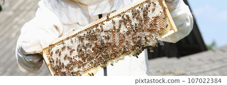 Bee keeper in uniform checks his honeybee frame close up. Bee keeper in uniform checks his honeybee frame close up. 107022384