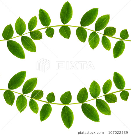 Fresh green leaves of Siberian peashrub in waved frame isolated on white 107022389